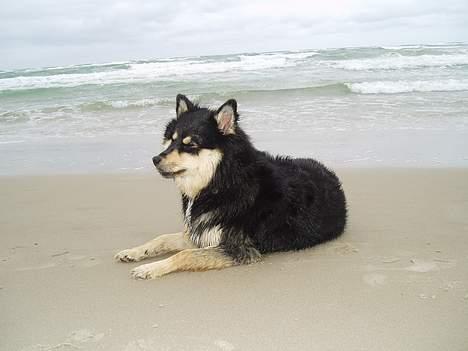 Finsk lapphund Finda Tiamo Filuca - En dag ved Vesterhavet billede 4