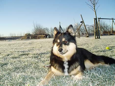 Finsk lapphund Finda Tiamo Filuca billede 5