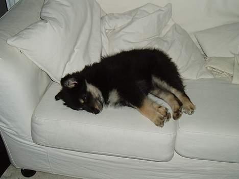 Finsk lapphund Finda Tiamo Filuca - Eftermiddagshygge i sofaen billede 6