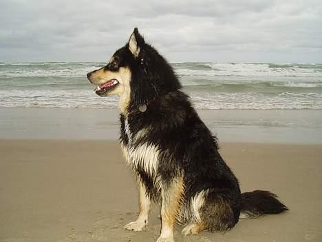 Finsk lapphund Finda Tiamo Filuca - Ved vesterhavet billede 7