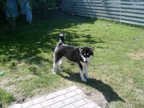 Alaskan malamute Zassy - "skal du lige have et i profil også?" billede 7