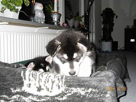 Alaskan malamute Zassy - "uhada - der er langt ned på den anden side" billede 8