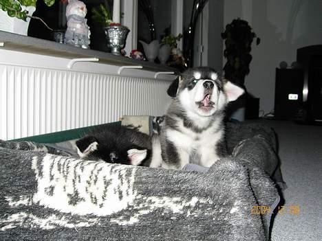 Alaskan malamute Zassy - "Moar - Tao driller og nu tror hun at hun kan gemme sig for dig" billede 9