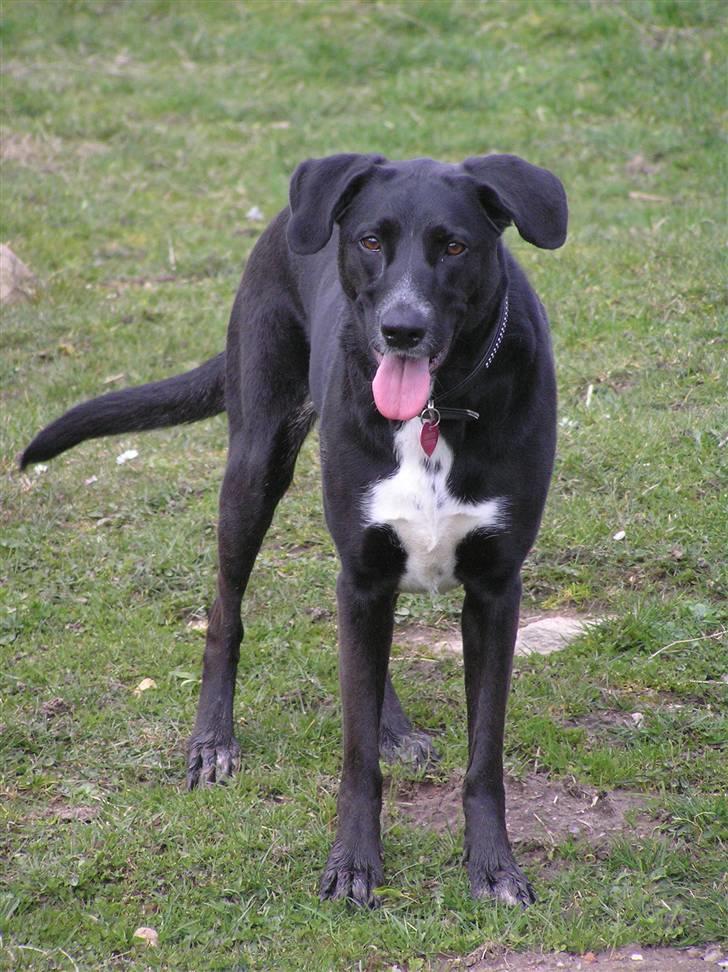 Blanding af racer Tikka billede 1