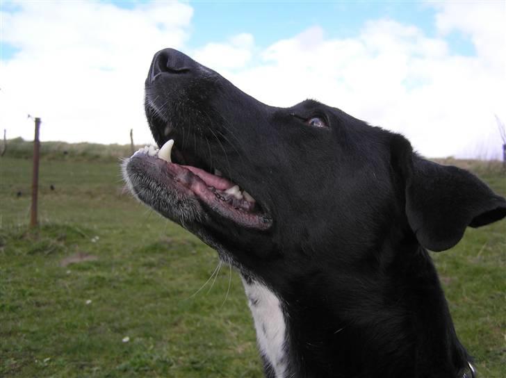 Blanding af racer Tikka billede 2