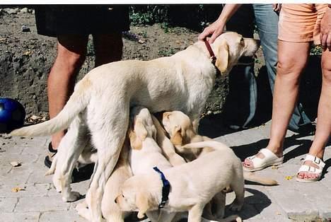 Labrador retriever Laban - min mor, og søskende og så mig med det blå halsbånd :D billede 10