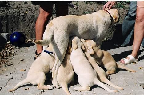 Labrador retriever Laban - ja jeg var nød til at tage bagindgangen billede 11