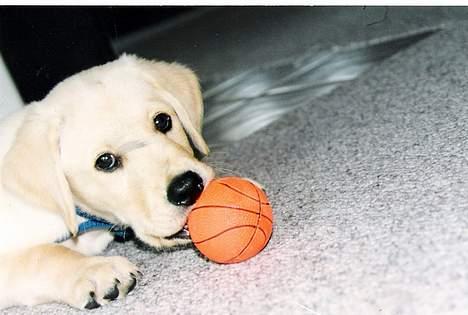 Labrador retriever Laban - mit første stykke legetøj billede 12