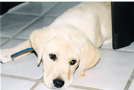 Labrador retriever Laban - et fint billede som hvalp billede 13