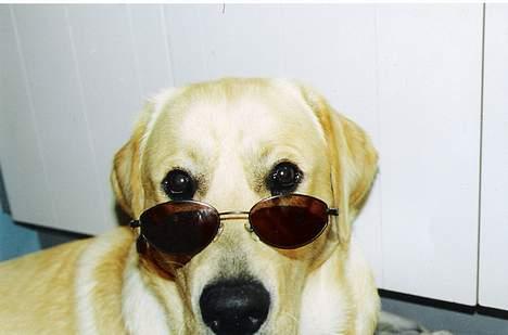 Labrador retriever Laban - nu er jeg klar til sommer! billede 14