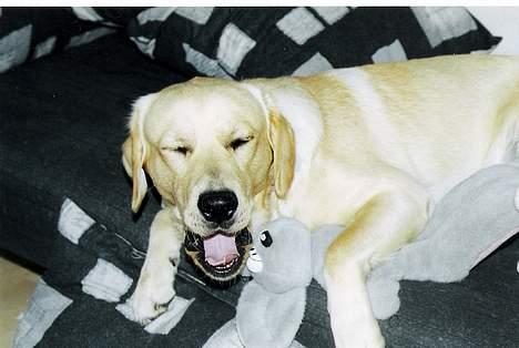 Labrador retriever Laban - Gaaab! billede 15