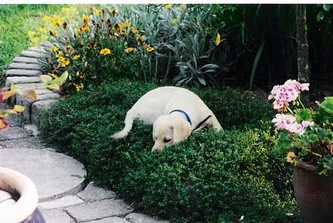 Labrador retriever Laban - citronbusk MmMM! billede 16