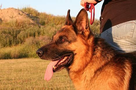 Schæferhund Nyholms Carl *RIP* - Nyholms Carl billede 1