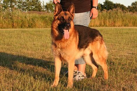 Schæferhund Nyholms Carl *RIP* billede 2