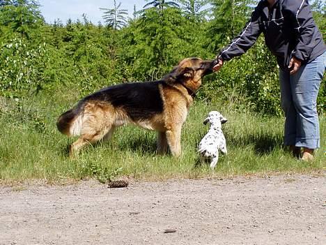 Schæferhund Nyholms Carl *RIP* billede 3