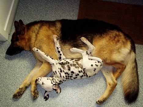 Schæferhund Nyholms Carl *RIP* billede 4