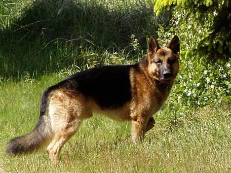 Schæferhund Nyholms Carl *RIP* billede 5