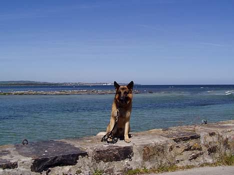 Schæferhund Nyholms Carl *RIP* - Carl ved Havet billede 6