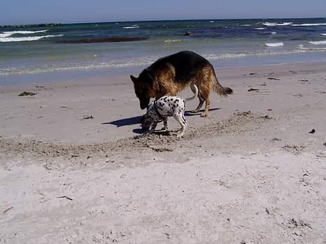 Schæferhund Nyholms Carl *RIP* billede 7