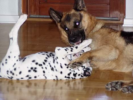 Schæferhund Nyholms Carl *RIP* billede 8