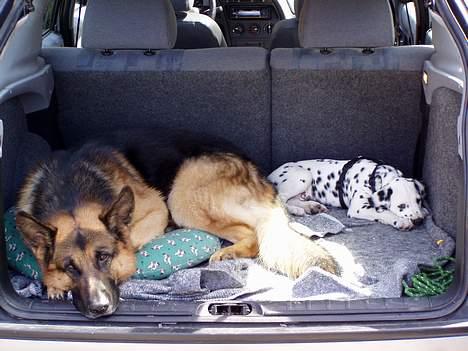 Schæferhund Nyholms Carl *RIP* billede 9