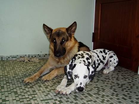 Schæferhund Nyholms Carl *RIP* billede 10