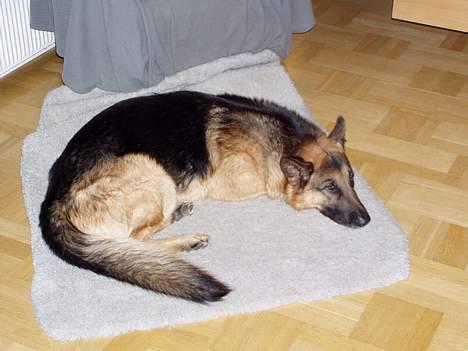 Schæferhund Nyholms Carl *RIP* billede 11