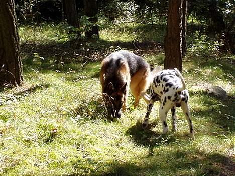 Schæferhund Nyholms Carl *RIP* billede 12