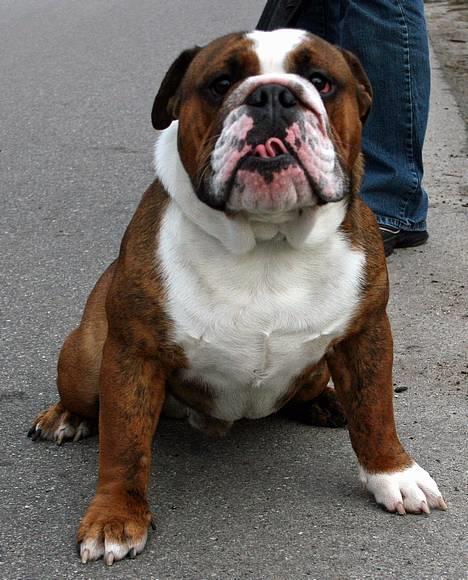 Engelsk bulldog Mogens (Marmaduke) - Mor´s dreng billede 1