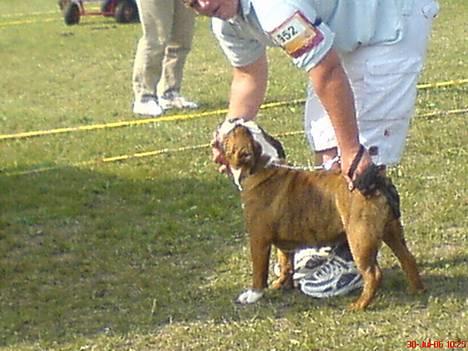 Engelsk bulldog Mogens (Marmaduke) - Helt ærligt!!! Det er bare så svært!! billede 4