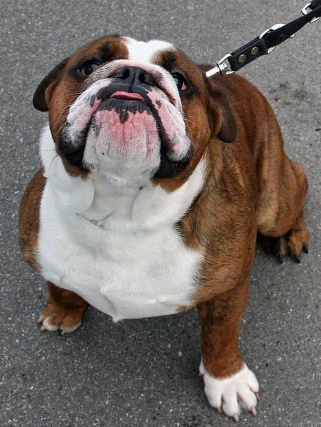 Engelsk bulldog Mogens (Marmaduke) billede 5