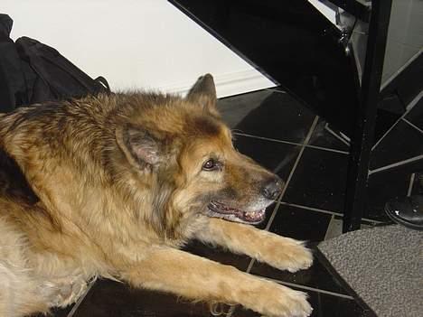 Schæferhund Rolf - :) :) :) billede 2