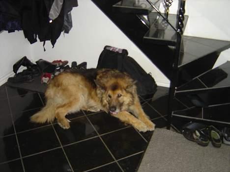 Schæferhund Rolf - Tager en slapper! billede 3