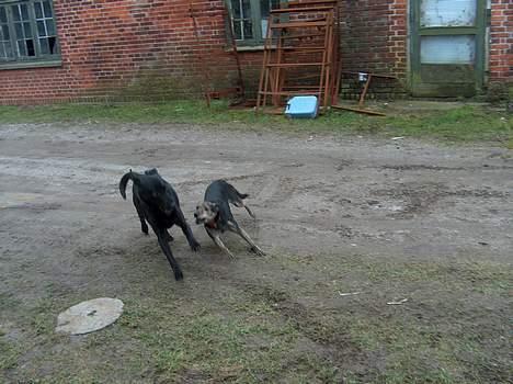 Labrador retriever Bella  - Leger lige med lady billede 6