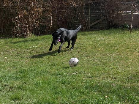 Labrador retriever Bella  - Deeeeenn taaar jeeg billede 7