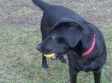 Labrador retriever Bella  billede 8