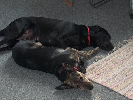 Labrador retriever Bella  - Er det hvad man kalder bedste venner? Bella og hendes lady billede 9