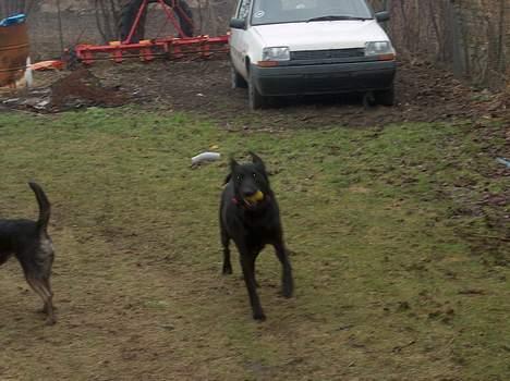 Labrador retriever Bella  - Pas på, jeg har fanget en farlig bold......grrrr billede 10