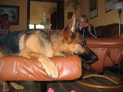 Schæferhund Bonnie <3 - Hovsa,, der må jeg ikk være ! Det er marleneS tær der kommer frem ! heh billede 1