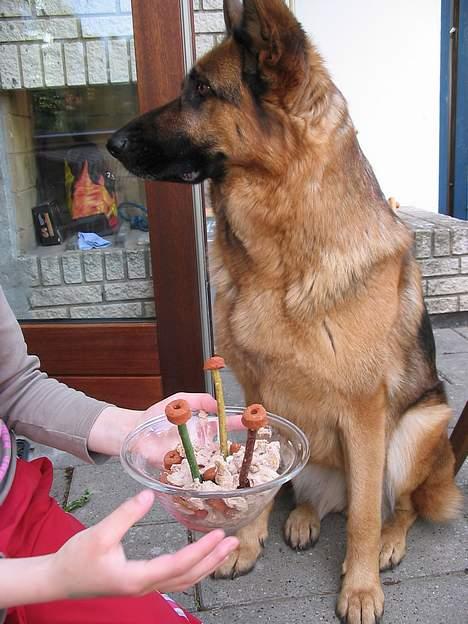 Schæferhund Bonnie <3 - nam,, kagen smagte godt.. Jeg blev 3 år billede 2