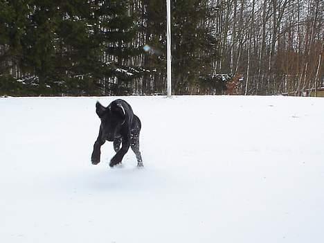 Blanding af racer Ricko billede 1