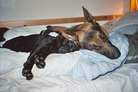 Blanding af racer Ricko - Det er bare så hyggeligt. billede 2