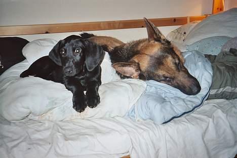 Blanding af racer Ricko billede 3