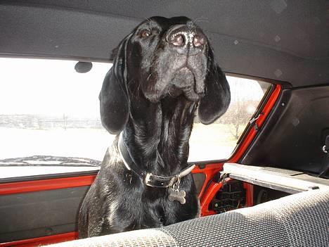 Blanding af racer Ricko - Hvor skal vi mon hend? billede 4