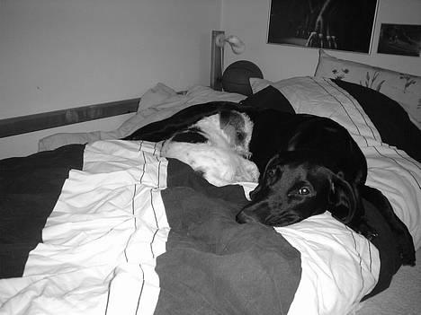 Blanding af racer Ricko - meget træt billede 6