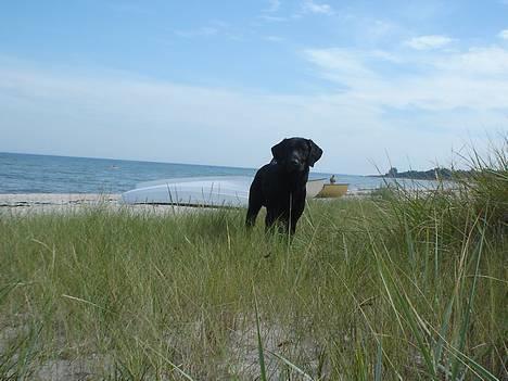 Blanding af racer Ricko billede 7