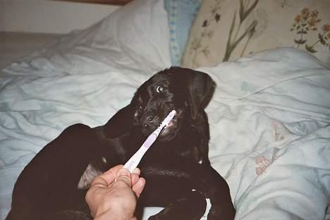 Blanding af racer Ricko - uhmm. dejligt at få kløet bisserne. billede 8