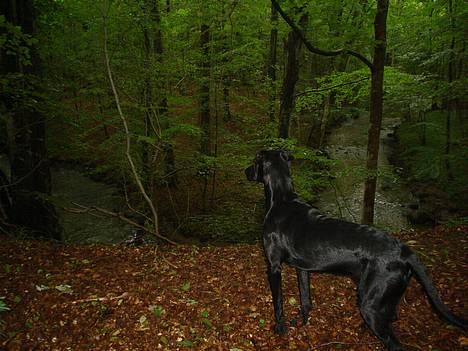 Blanding af racer Ricko - Der er sørme langt ned. billede 9