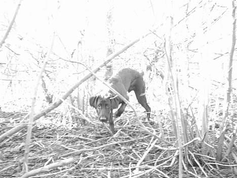 Blanding af racer Ricko billede 10