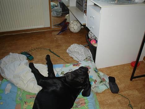 Blanding af racer Ricko billede 11